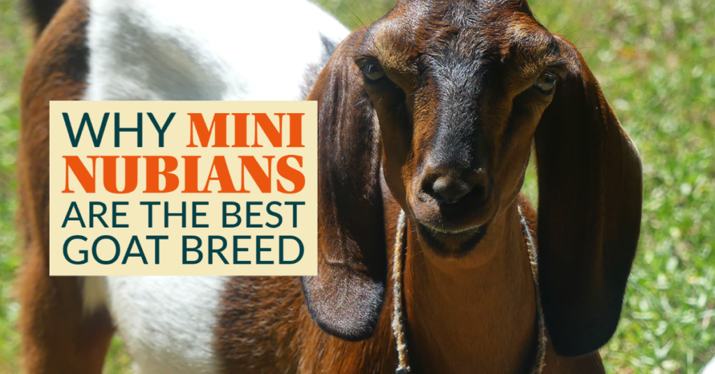 5 Reasons Why Mini Nubians are the Best Goat Breed